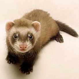 Ferret 1