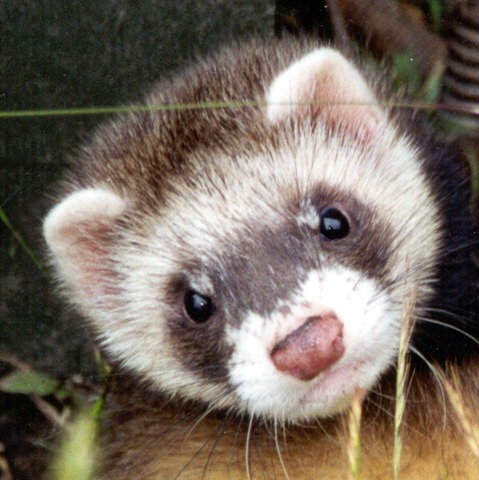 Ferret 2